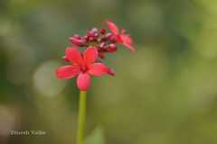 Jatropha integerrima